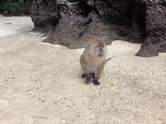 Monkey Beach in Phi Phi Island