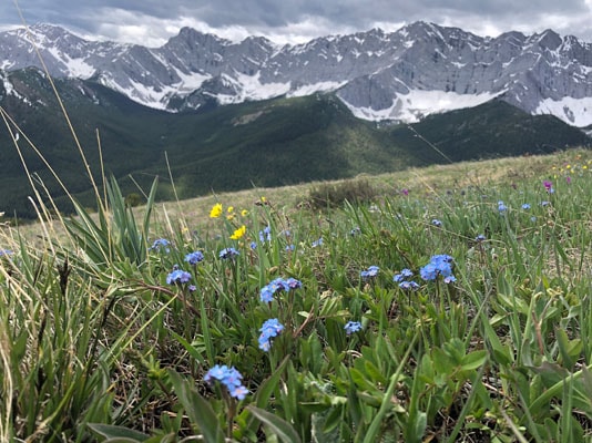 alpine meadows with beautiful wildflowers