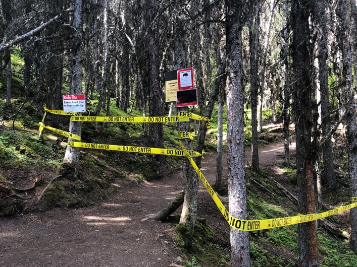 Rawson Lake trail closed bear - Several grizzlies and cubs in the area