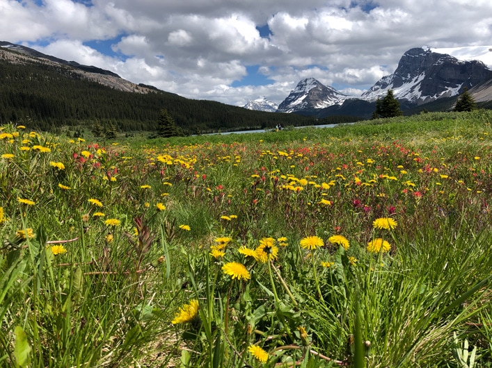 beautiful alpine flowers