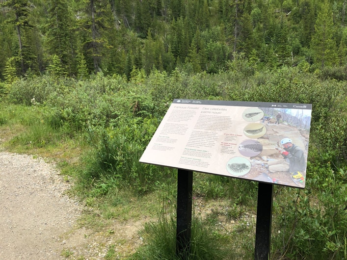 Finding Fossils around Stanley Glacier