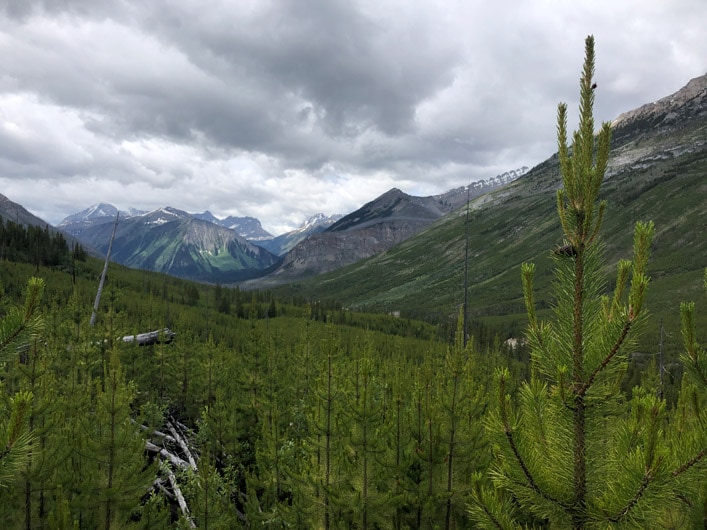 Hiking Stanley Glacier Forest