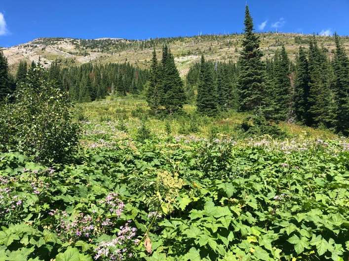 Hiking Up to Haig Lake