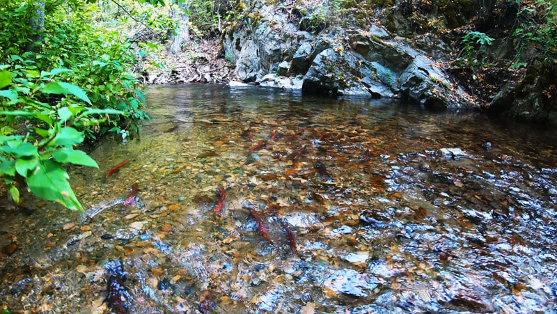 Where Can You Watch Salmon Run in Okanagan