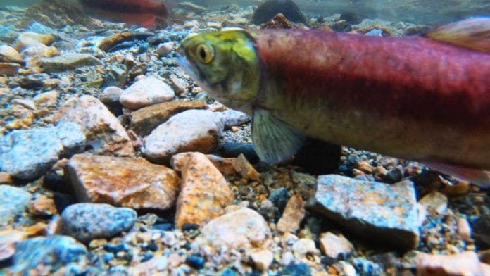 Watching Salmon Run at Hardy Falls in Okanagan Valley