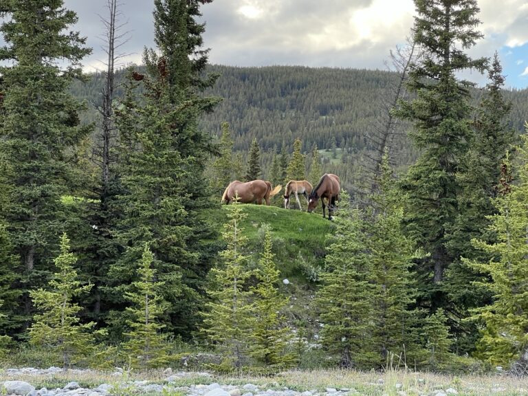 Where to See Wild Horses Near Calgary?