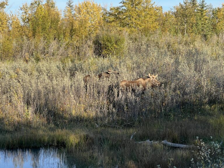 Where to See Moose Near Calgary and the Best Time to Spot Them?