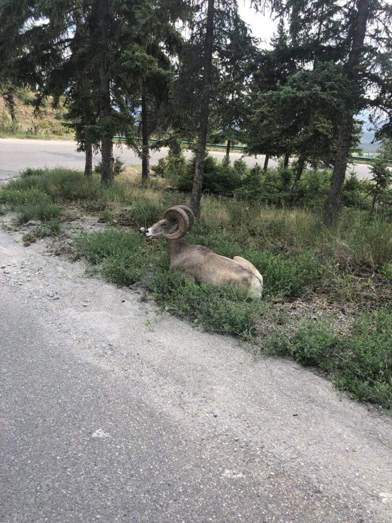 Where to See Bighorn Sheep Near Calgary?